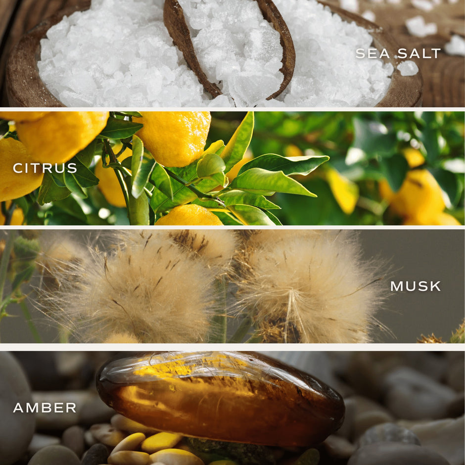 Candle fragrance notes infographic showing sea salt, citrus, musk, and amber ingredients